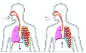 Spine vs Lung spine