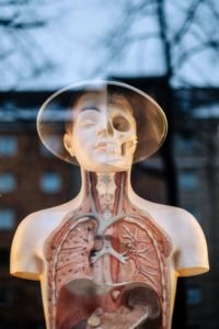 Spine Therapy for COPD Management: A Breath of Fresh Air 1 Lung anatomy